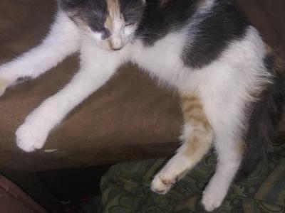 Callie - Domestic - Gallery Photo #1