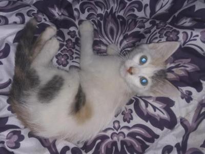 Sweetpea - Domestic - Gallery Photo #1
