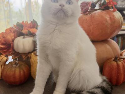 Goldie - Scottish Straight - Gallery Photo #1