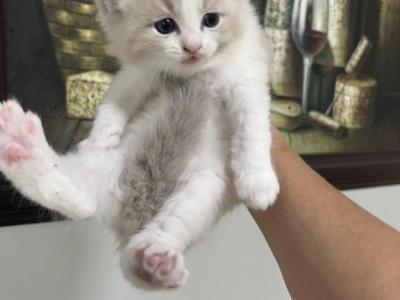 Prince Charmingg - Ragdoll - Gallery Photo #1