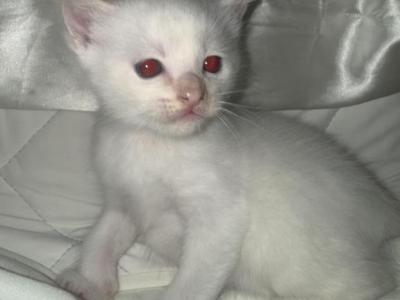Male Flame Point Ragdoll - Ragdoll - Gallery Photo #1