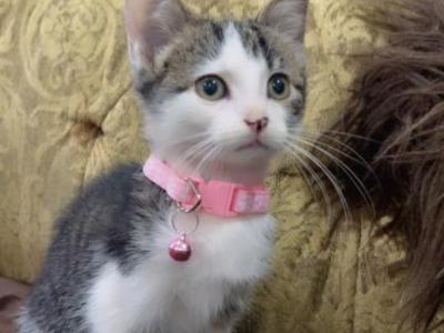 Kittens - American Shorthair - Gallery Photo #1