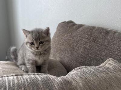 Scotich Fold - Scottish Fold - Gallery Photo #1