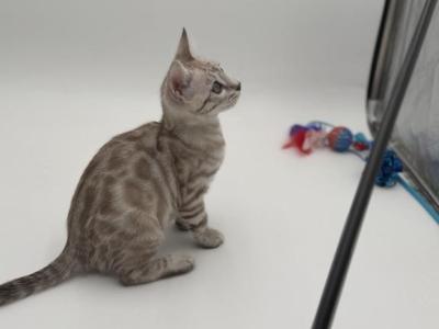 Trixie - Bengal - Gallery Photo #1