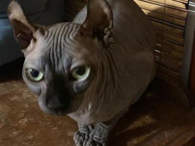 Luna - Sphynx - Gallery Photo #1