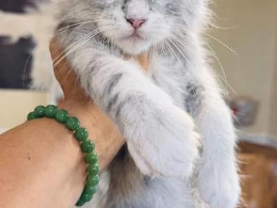 Mercury Odd Eyes Boy - Maine Coon - Gallery Photo #1