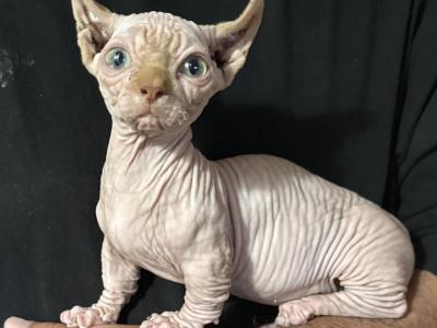 Love 1st - Sphynx - Gallery Photo #1