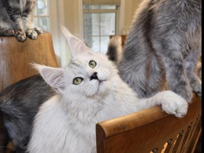Polydactyl Shaded Male - Maine Coon - Gallery Photo #1