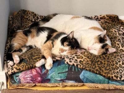 Duke & Duchess - Domestic - Gallery Photo #1