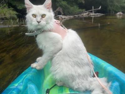 Cloud - Maine Coon - Gallery Photo #1