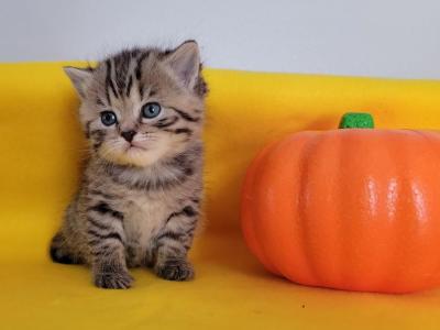 Scottish Straight Kittens - Scottish Straight - Gallery Photo #1