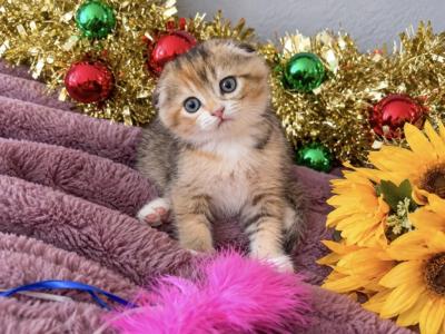 Beautiful Scottish Fold Girl - Scottish Fold - Gallery Photo #1