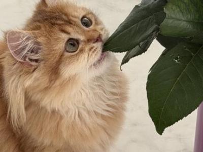 Chocolate Golden - British Shorthair - Gallery Photo #1