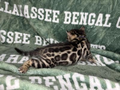 Purple - Bengal - Gallery Photo #1