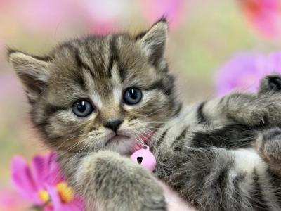Portland Inga Scottish Straight Kitty - Scottish Straight - Gallery Photo #1