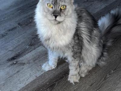 Storm - Maine Coon - Gallery Photo #1