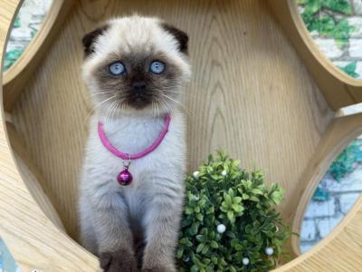 Portland Mika Scottish Fold Kitty - Scottish Fold - Gallery Photo #1