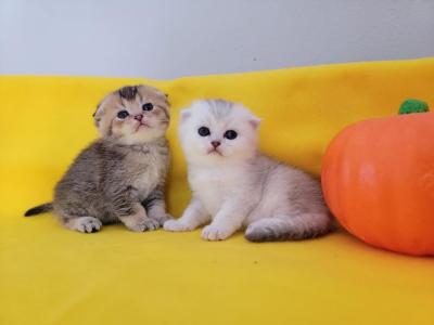 Scottish Straight And Fold Kittens - Scottish Fold - Gallery Photo #1