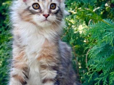 Sienna - Maine Coon - Gallery Photo #1