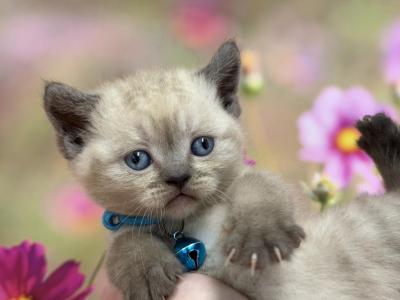 Portland Ivan Scottish Straight Kitten - Scottish Straight - Gallery Photo #1