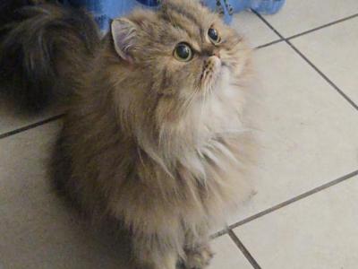 Leo - Persian - Gallery Photo #1