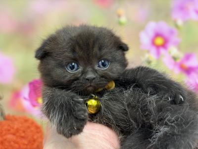Portland Ilona Scottish Fold Kitty - Scottish Fold - Gallery Photo #1