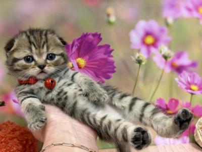 Portland Irish Scottish Fold Kitty - Scottish Fold - Gallery Photo #1