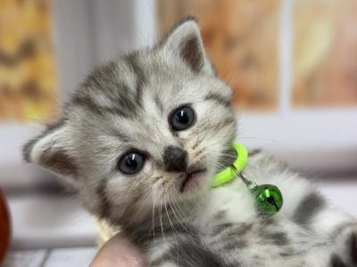 Portland Bambi Scottish Straight Kitten - Scottish Straight - Gallery Photo #1