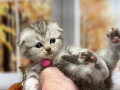 Portland Bonya Scottish Fold Kitty - Scottish Fold - Gallery Photo #1