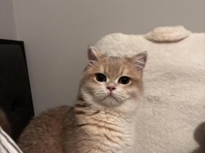 Tobi - British Shorthair - Gallery Photo #1