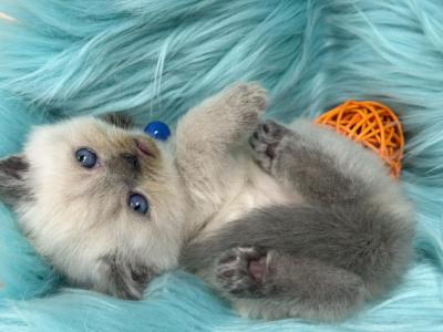 Portland Balu Scottish Straight Kitten - Scottish Straight - Gallery Photo #1