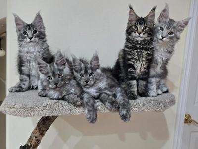 Purebred Maine Coon Kittens - Maine Coon - Gallery Photo #1