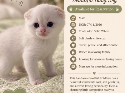 Wesley - Scottish Fold - Gallery Photo #1