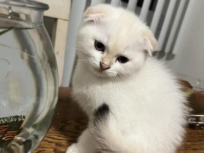 Wesley - Scottish Fold - Gallery Photo #1