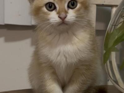 Ben - Scottish Fold - Gallery Photo #1