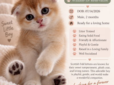 Ben - Scottish Fold - Gallery Photo #1