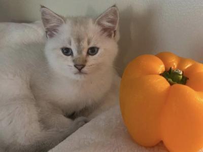 Simona's Litter - Scottish Fold - Gallery Photo #1