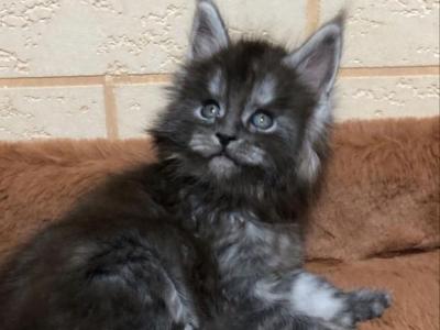 Gary - Maine Coon - Gallery Photo #1