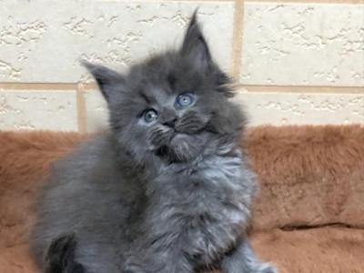 Boss - Maine Coon - Gallery Photo #1