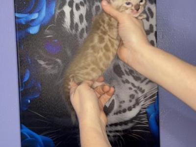 Gold Collar - Bengal - Gallery Photo #1