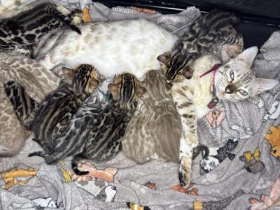 Coconut And Chips Litter - Bengal - Gallery Photo #1
