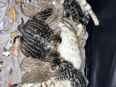 Storm And Chip Litter - Bengal - Gallery Photo #1