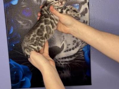 Green Collar - Bengal - Gallery Photo #1