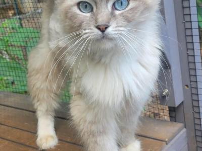 Luna - Ragdoll - Gallery Photo #1