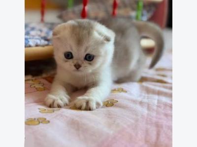 Little Bao - Scottish Fold - Gallery Photo #1