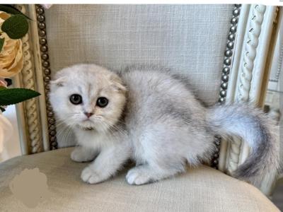 Pouting Furball - Scottish Fold - Gallery Photo #1