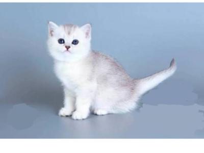 Berry Boy - British Shorthair - Gallery Photo #1