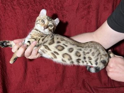 Hibernian Lynx Kitten - Highlander - Gallery Photo #1
