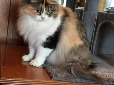 Hannahs Babies - Ragdoll - Gallery Photo #1