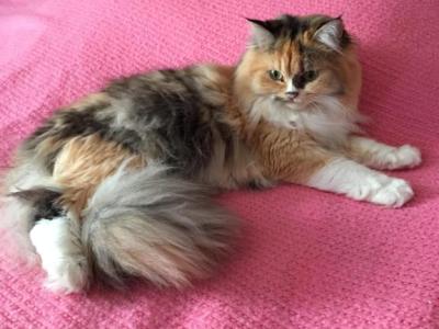 Callies Babies - Ragdoll - Gallery Photo #1